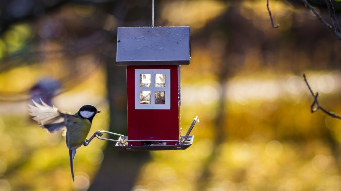 oiseau printemps