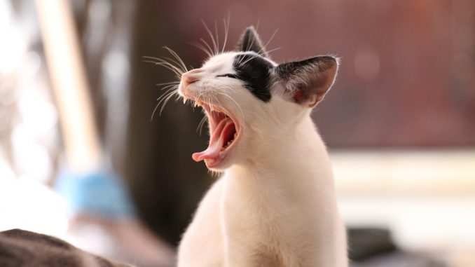 fatigue de la rentrée